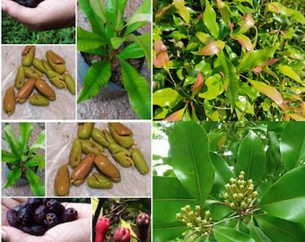 Clavo vivo 01 planta (Syzygium aromaticum) Lavang Live Planta cortada lista para plantar sin maceta