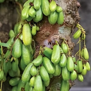 Puede incluir: Primer plano de un tronco de árbol cubierto de racimos de frutos verdes oblongos. Las frutas tienen una textura suave y una forma ligeramente alargada, con un tono verde pálido. La corteza del árbol es marrón y texturizada.