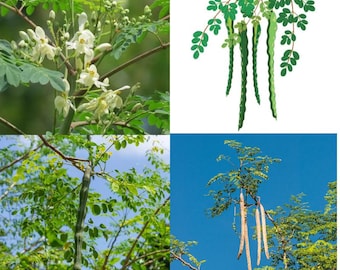 Estacas de Moringa Oleifera do Ceilão (sem vaso) Prontas para o plantio - 2 GRÁTIS