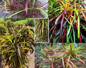 Zanzibar Croton – żywa sadzonka – Codiaeum variegatum ‘Zanzibar’ | Odmiana azjatycka | Kolorowa roślina o tropikalnych liściach