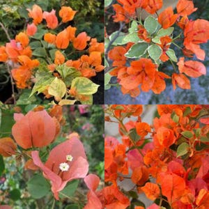 Può includere: Una tazza di ceramica bianca con manico nero e la scritta "But First, Coffee" in grassetto nero. La tazza è posta su uno sfondo sfocato, suggerendo un'atmosfera accogliente.