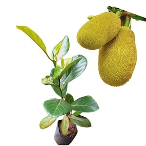 Árbol frutal vivo de yaca, listo para plantar, Artocarpus heterophyllus (sin maceta)