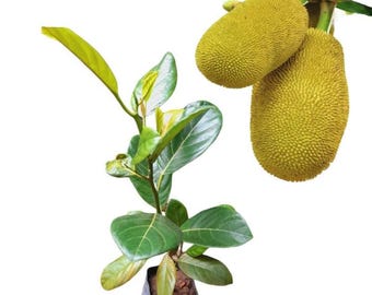 Pianta da frutto viva di jackfruit pronta per essere piantata Artocarpus Heterophyllus (senza vaso)