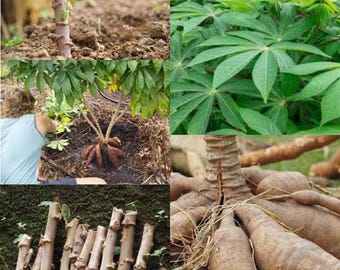 02 Esquejes de yuca gratis (Manihot esculenta) - 100% orgánicos, listos para plantar.