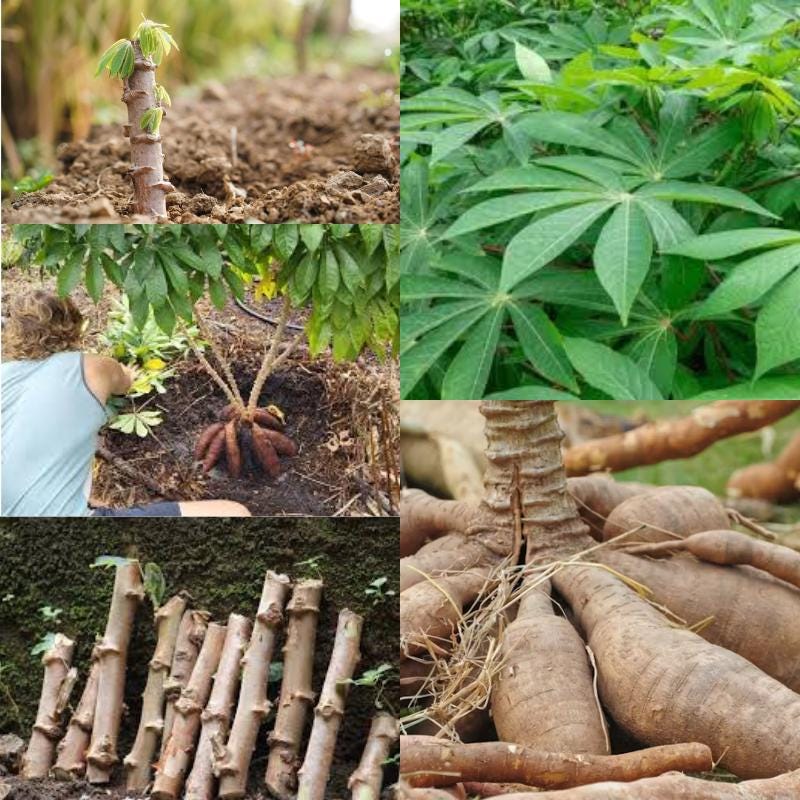 Cassava Plant - Etsy Norway