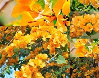 YELLOW BOUGAINVILLEA 02 live cuttings cut plants starter/plug plant Sri Lanka new