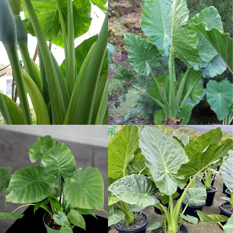 Alocasia macrorrhiza giant taro - Etsy 日本