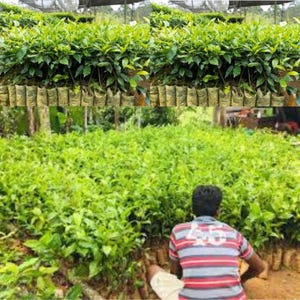 Live Little Tea 01 Växt Camellia sinensis Ceylon Asien Grönt te Växter Utan kanna Svart te