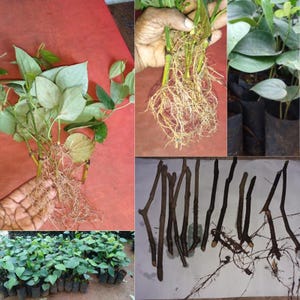May include: A collection of images showcasing various stages of plant propagation. The images include leafy cuttings with developed root systems, bare roots, and young plants in small black pots. The leaves are green and the roots are light brown.