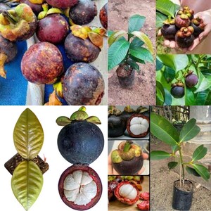 Ceylon Purple Mangosteen Garcinia Mangosteen GFS albero reciso vivo 01