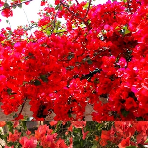 The Red BOUGAINVILLEA live 02 cuttings starter/plug plant Sri Lanka new ready to plant
