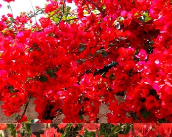 Bougainvillier rouge vivant 02 boutures/plants en godets, nouveau Sri Lanka prêt à planter
