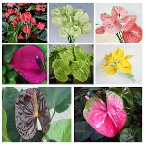 May include: A collage of Anthurium flowers in various colors, including red, pink, yellow, green, and dark purple. The flowers have a heart-shaped spathe and a prominent spadix. The image showcases the diversity of Anthurium varieties.