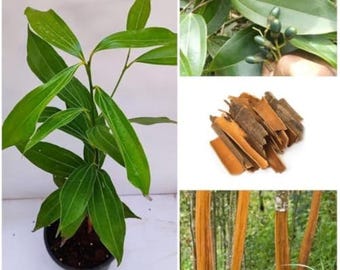 KANEL 01 LIVE Snittväxt (Ceylon Cinnamomum zeylanicum) för plantering (utan kruka) Klar att planteras + 1 gratis