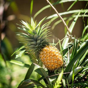 Ananas Pianta Viva Zucchero Pane Giallo Ceylon Speciale nuova Pronta per 01 Pianta