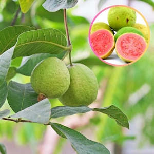 Puede incluir: Primer plano de una rama de árbol de guayaba con hojas verdes y varias guayabas. Dos guayabas redondas y verdes están enfocadas, mientras que una imagen circular muestra guayabas cortadas con pulpa rosa y guayabas verdes enteras.
