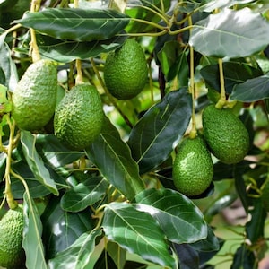 Árbol de Aguacate Vivo famoso Fruto 01 corte Planta para jardín lista para plantar
