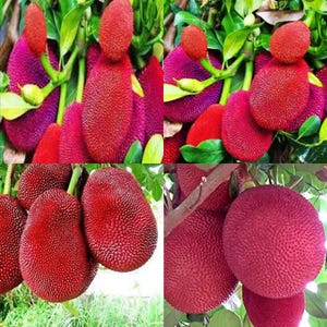 Jackfruit Live RED Obst Pflanzenbaum bereit Artocarpus Heterophyllus zu pflanzen (kein Topf)