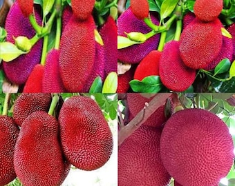 Pianta di frutto rosso vivo di jackfruit pronta per la semina Artocarpus Heterophyllus (senza vaso)