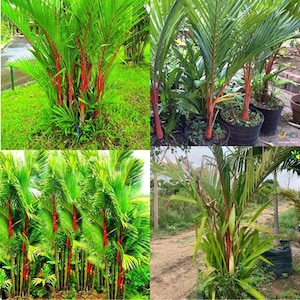 Puede incluir: Un collage de imágenes que muestran palmeras de labios rojos. Las palmeras presentan troncos rojos vibrantes y frondas de color verde brillante. Algunas están plantadas en el suelo, mientras que otras están en macetas negras, creando un contraste visual llamativo.