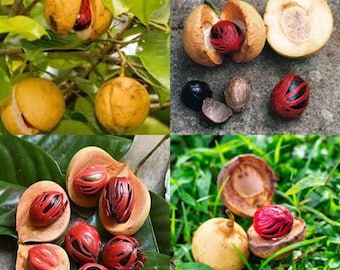 One nutmeg (Myristica fragrans) live cut plant Germinating seed ready to Plant