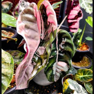 Alocasia cuprea pink - Etsy 日本