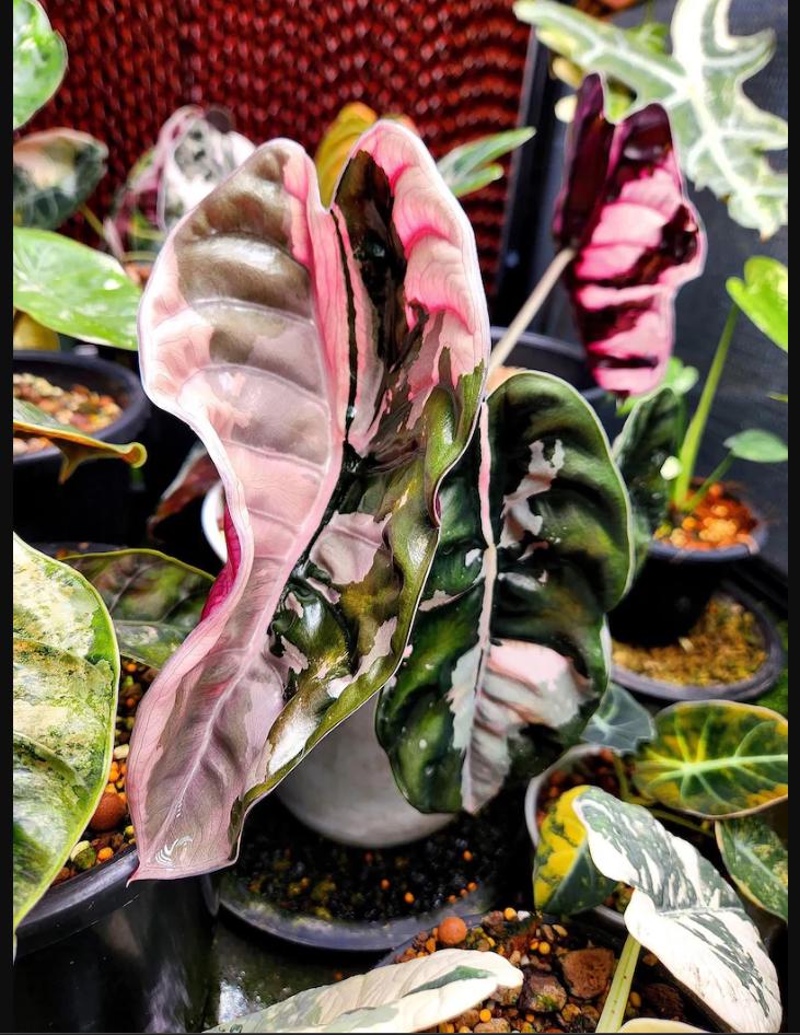 Alocasia cuprea pink - Etsy 日本