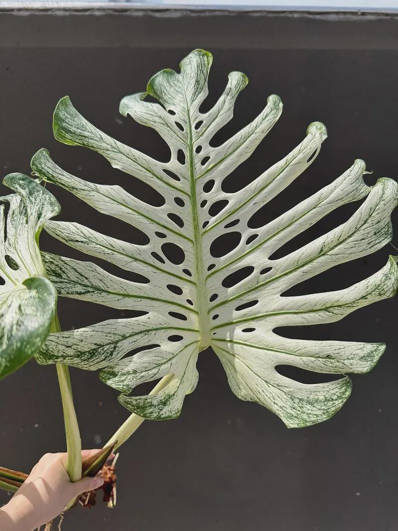 Monstera devil monster - Etsy 日本