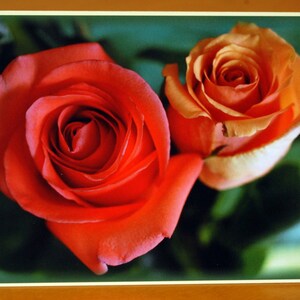 Duas rosas, cartão fotográfico, 7"x5". Interior espanhol do texto: "Feliz Día de los Enamorados".
