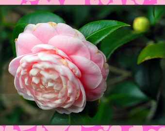 Single camellia, photo card, 7"x5".  Text inside: "Happy Valentine's Day".