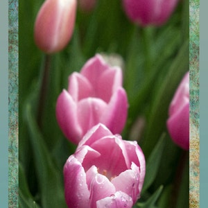 Peut inclure: Gros plan sur des tulipes roses avec des gouttelettes d'eau sur les pétales. Les tulipes sont nettes, tandis que l'arrière-plan est flou.