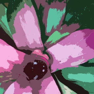 Bromeliad Neoregelia Concentrica pink flower greeting card