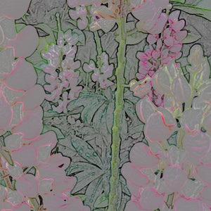 Tarjeta de nota de la foto de lupine rosa en un jardín, país holandés 5.5" x4.25" en blanco.