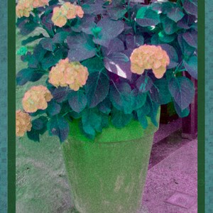 Könnte beinhalten: Eine Topfpflanze mit rosa Blüten und grünen Blättern. Der Topf ist dunkelgrün und hat eine strukturierte Oberfläche.