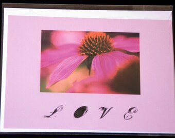 Echinacea bloom on pink background, photo notecard, 5.6"x4", Text: "LOVE"