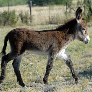 Bébé burro, carte de vœux photo, 5"x7 », Texte à l’intérieur: « C’est une fille! ».  Fine bordure rose.