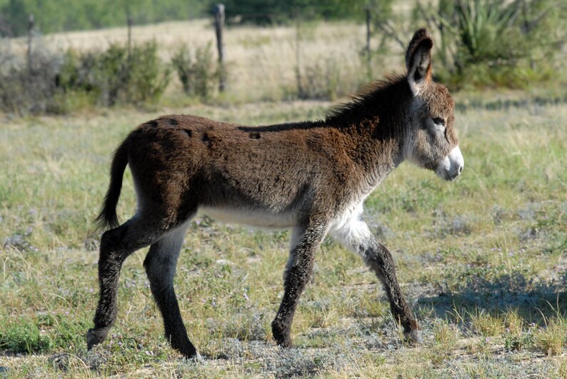 Text inside: It/'s a boy photo greeting note card Baby burro Thin blue border. 4.25x5.5