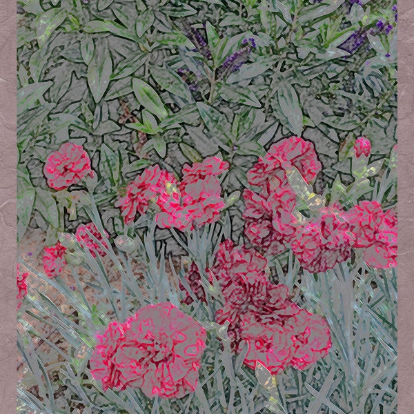 Photo note card of red carnations in a French country garden, 5.5"x4.25", blank.