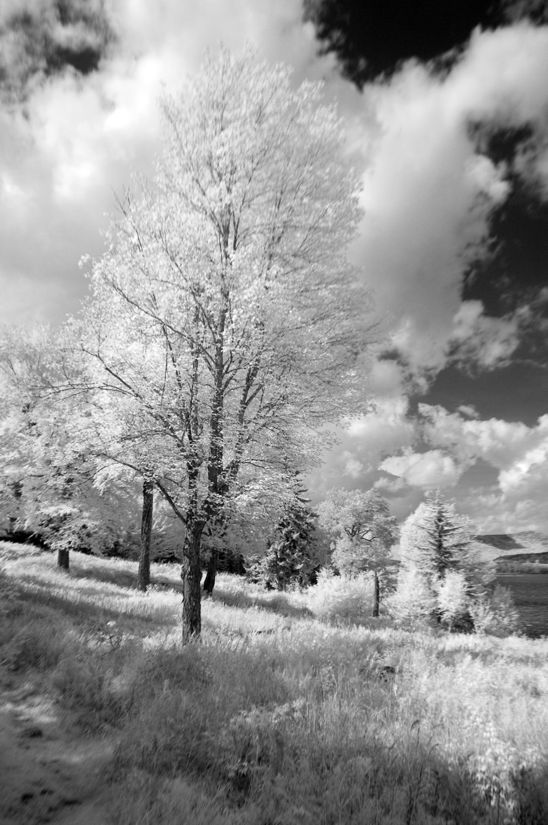 Black and White Photocard 5x7 of Trees and - Etsy