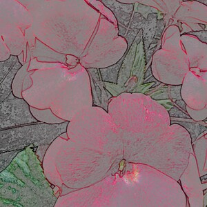 Tarjeta de nota de la foto de impatiens rosa en un jardín, país holandés 5.5" x4.25" en blanco.