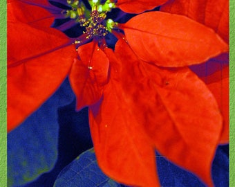May include: A close-up of a red poinsettia flower with a dark blue background. The flower has a central cluster of yellow pollen.