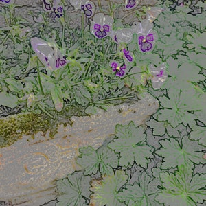 Foto-Notiz-Karte von Stiefmütterchen in einem niederländischen Land Garten, 5,5" x4.25", leere.
