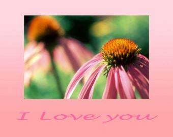 Echinacea flowers on pink background; photo card, 7"x5".  Text: "I love you".