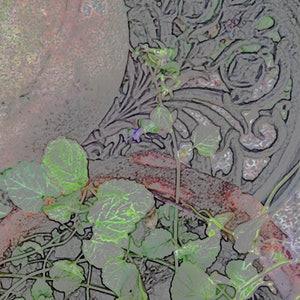 Tarjeta de nota con foto de la maceta de terracota y hiedra en un jardín, 5.5" x4.25 holandés", en blanco.