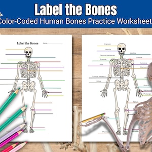 May include: Two white paper sheets titled Label the Bones, featuring a black-line illustration of a human skeleton with colored lines pointing to specific bones for identification, accompanied by colored pencils and a plastic skeleton model.