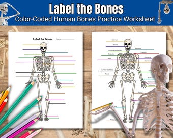 Farblich gekennzeichnetes Haupt 22 Menschliches Knochen Übungsblatt | Anatomie des Menschen Arbeitsblatt | Naturwissenschaftliche Aktivität | Druckbares PDF