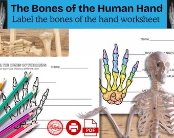 Beschrifte die Knochen der Hand Arbeitsblatt | Anatomie Aktivität | Druckbare Wissenschaftsressource | PDF für Hausschule & Klassenzimmer