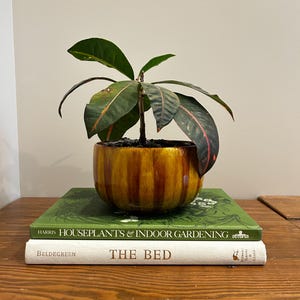 May include: A houseplant with dark green leaves and red edges is in a striped, yellow and brown ceramic pot. The pot sits on two books: "HOUSEPLANTS & INDOOR GARDENING" and "THE BED", on a wooden surface.