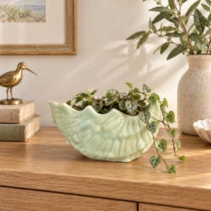 May include: A light green ceramic planter shaped like a seashell, featuring a glossy finish and a textured, ribbed surface. The planter holds a trailing plant with small, heart-shaped, variegated green leaves that spill over the curved edges.