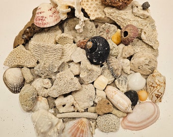 56 Pcs of Shells and Coral Pieces, Wood Piece and Beach Sand